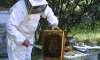 Foto 1 - UPA reclama un etiquetado que permita "saberlo todo" sobre la miel