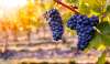 Foto 1 - La nueva regulación del potencial vitivinícola de Cyl simplifica trámites y permite solicitar autorizaciones de replantación durante todo el año