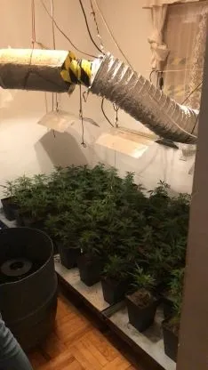 Foto 3 - La Guardia Civil desmantela una plantaci&oacute;n indoor de marihuana en San Leonardo 