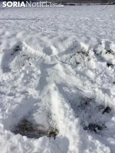 Los pueblos sorianos se visten de blanco.