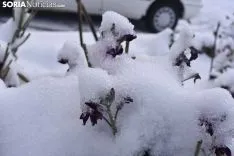 Los pueblos sorianos se visten de blanco.