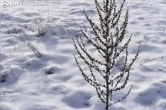 Los pueblos sorianos se visten de blanco.