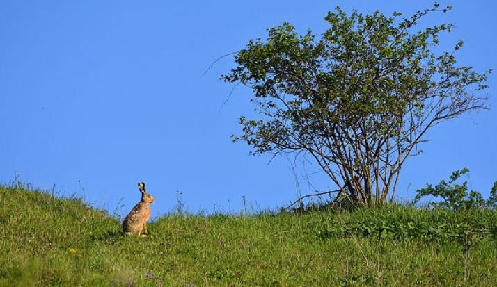 El Burgo adjudica y licita aprovechamientos de caza