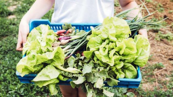 El Ayuntamiento publica la lista provisional de los huertos municipales