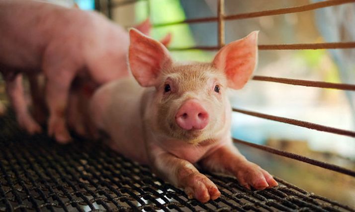 En la víspera de San Antón, ASAJA reivindica como motor del medio rural al sector ganadero