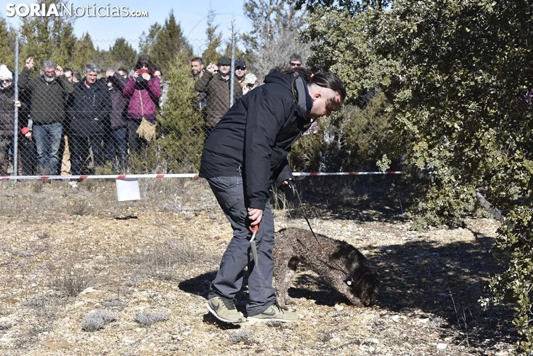Concurso de Caza de Trufa con Perros. /EM