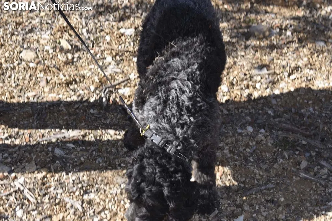 Concurso de Caza de Trufa con Perros. /EM