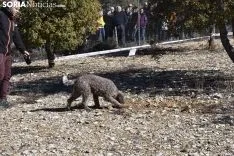 Concurso de Caza de Trufa con Perros. /EM