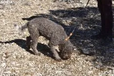 Concurso de Caza de Trufa con Perros. /EM
