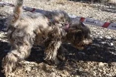 Concurso de Caza de Trufa con Perros. /EM