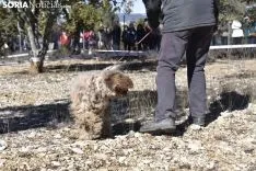 Concurso de Caza de Trufa con Perros. /EM