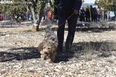 Concurso de Caza de Trufa con Perros. /EM