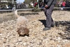 Concurso de Caza de Trufa con Perros. /EM