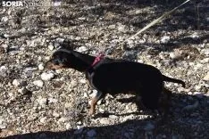 Concurso de Caza de Trufa con Perros. /EM