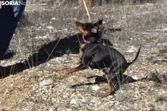 Concurso de Caza de Trufa con Perros. /EM