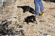 Concurso de Caza de Trufa con Perros. /EM