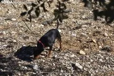 Concurso de Caza de Trufa con Perros. /EM