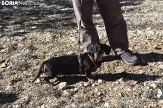 Concurso de Caza de Trufa con Perros. /EM
