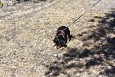 Concurso de Caza de Trufa con Perros. /EM