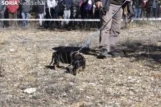 Concurso de Caza de Trufa con Perros. /EM