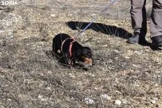 Concurso de Caza de Trufa con Perros. /EM