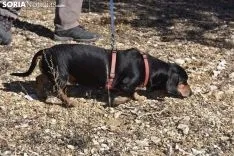 Concurso de Caza de Trufa con Perros. /EM