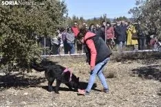 Concurso de Caza de Trufa con Perros. /EM