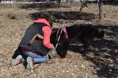 Concurso de Caza de Trufa con Perros. /EM