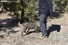 Concurso de Caza de Trufa con Perros. /EM