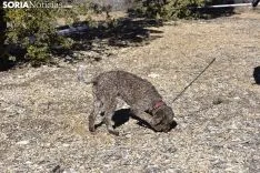 Concurso de Caza de Trufa con Perros. /EM