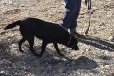 Concurso de Caza de Trufa con Perros. /EM