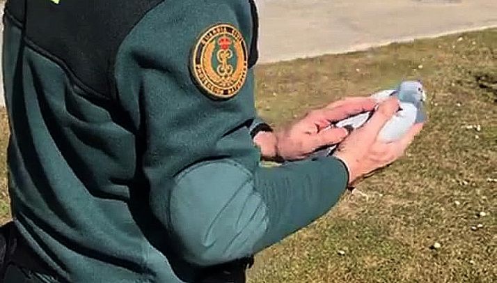 El ave, en manos de un agente del SEPRONA de la Guardia Civil. 