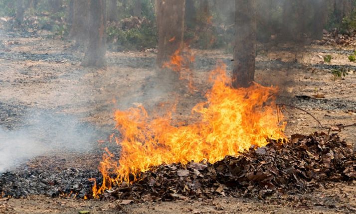 Quema de restos vegetales en un bosque. 