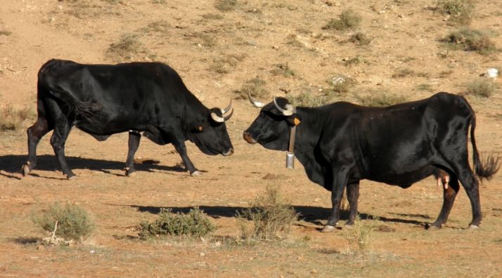 Dos vacas de la raza autóctona soriana. 