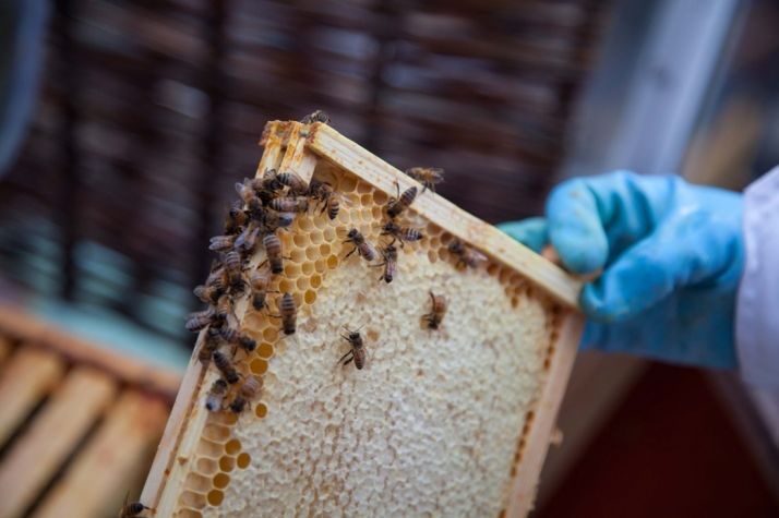 El arte de la apicultura, recogido en un curso que comienza el 27 de febrero