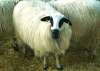 Foto 1 - Se investiga a un vecino de Morón por comprar ovejas en León y no pagarlas