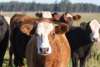 Foto 1 - Se modifican las ayudas a la reposición de ganado ampliando el abanico de animales subvencionables	