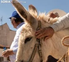 Foto 17 - FOTOS Y VIDEO: Raimundo Mart&iacute;nez y Margarita ya caminan hacia el Ave 