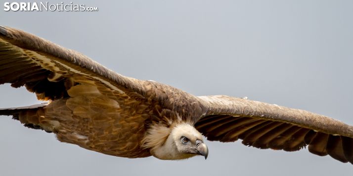 Un ejemplar de buitre leonado, la rapaz más abundante en el Cañón. /SN