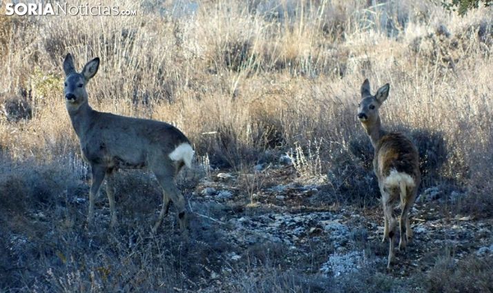 La caza volverá a Castilla y León antes del 1 de abril