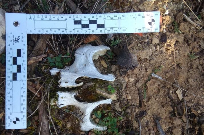 Huesos hallados en La Fuentona