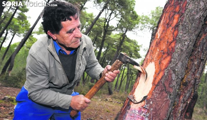 El sector resinero se mantiene en Soria