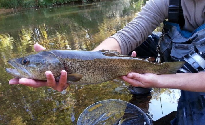 Se abre la veda: mañana se podrá pescar en Soria