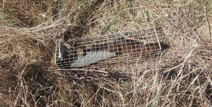 Capturados 20 ejemplares de visón americano en una segunda campaña de trampeo del proyecto Life Paludicola