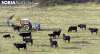 Vacas de serrana negra en Taniñe, en una imagen de archivo. /SN