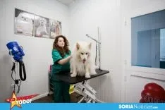 Foto 6 - LDT: Mi Mascota: Confianza y seguridad para los familiares peludos
