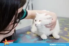 Foto 4 - LDT: Mi Mascota: Confianza y seguridad para los familiares peludos