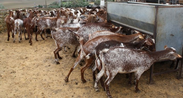 Cabezas de ganado caprino.
