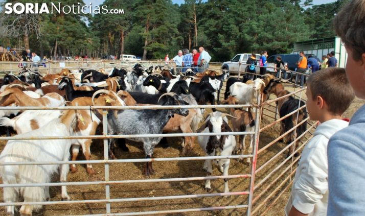 Una edición de la feria ganadera de Vinuesa. /SN
