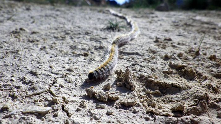 El Cordyceps militaris, el hongo silvestre que puede acabar con la procesionaria del pino